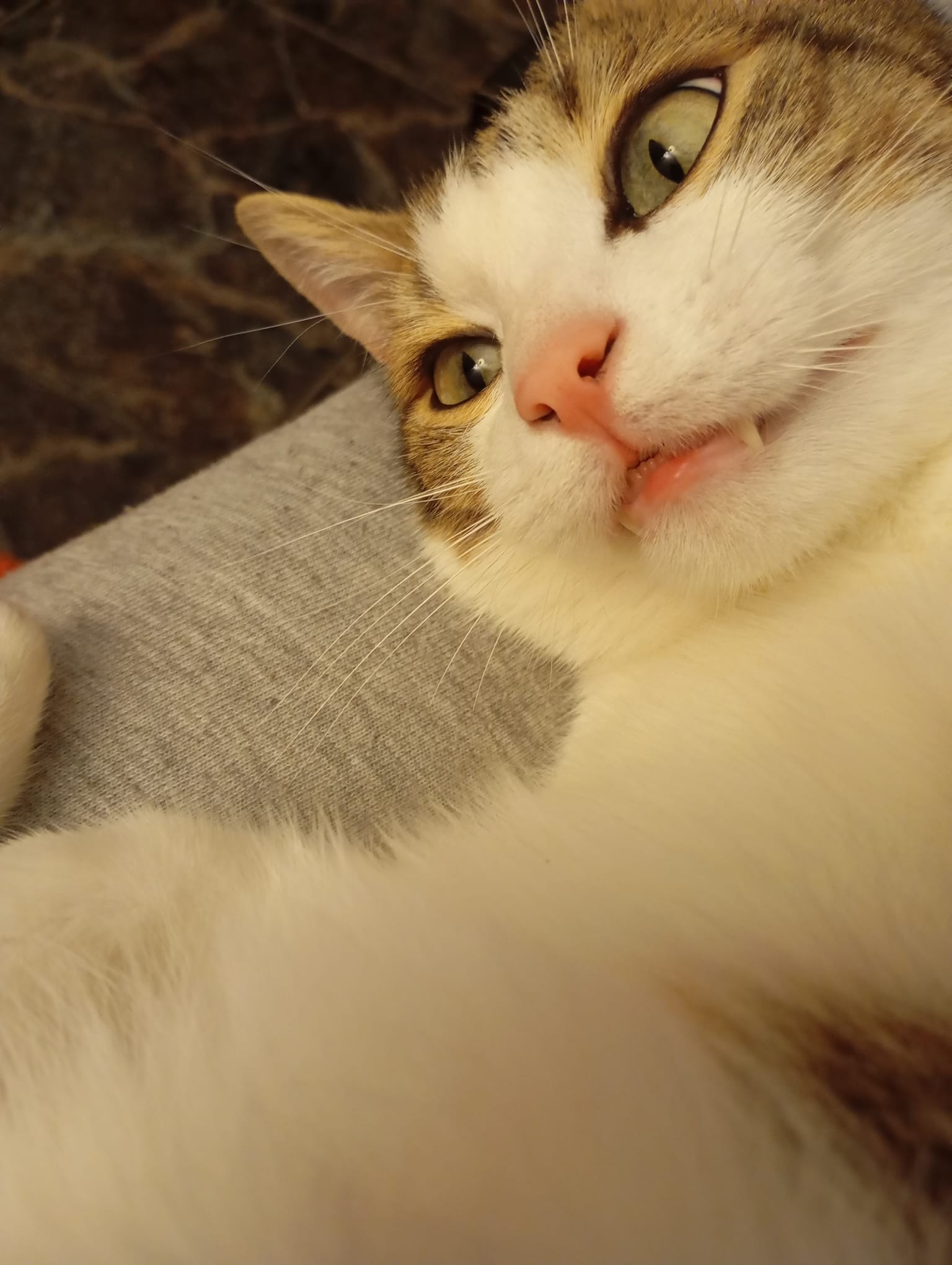 Gros plan sur la frimousse d'un chat blanc avec un peu de marron vers les oreilles et des yeux verts. Il louche presque, concentré sur un truc qu'on ne voit pas dans la photo, l'air super sérieux 